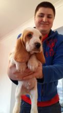 Kennel Club Reg Bassett Hound Pups Ready Now For Sale SMS (408) 800-1959 Image eClassifieds4u 2