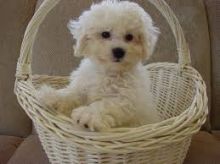 Pedigree Bichon Frise Pups Ready Now For Sale, SMS (408) 800-1959 Image eClassifieds4U