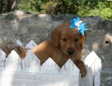 Pedigree Golden Retriever Puppies ready for pets loving home Image eClassifieds4u 2