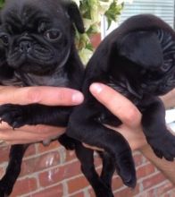 Pug puppies for re-homing (218) 303-5958 Image eClassifieds4u 1