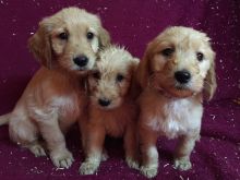 Ready Now- Gorgeous Goldendoodle Pups Ready Now For Sale SMS (408) 800-1959 Image eClassifieds4U