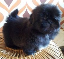 Shih Tzu miniature shih tzu puppies for new family Image eClassifieds4u 1