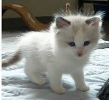 We have available Ragdoll kittens male and female(218) 303-5958 Image eClassifieds4u 3