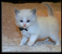 We have available Ragdoll kittens male and female(218) 303-5958 Image eClassifieds4u 2