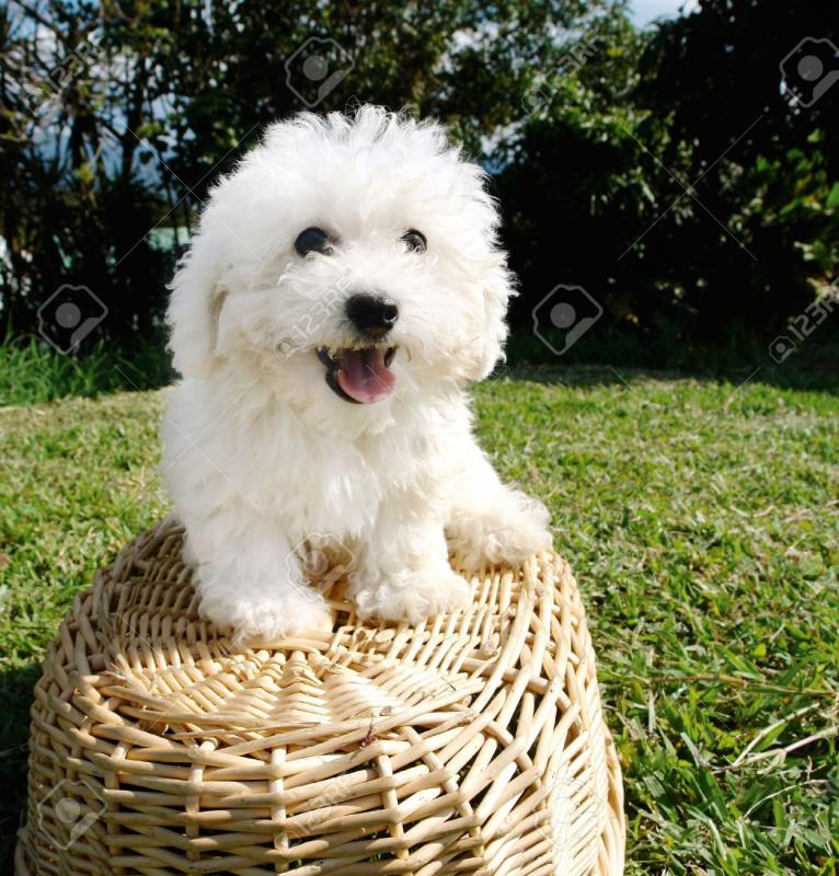 Pedigree Bichon Frise Puppies For Sale For Sale, Text (408) 800-1959 Image eClassifieds4u