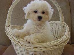 Pedigree Bichon Frise Puppies For Sale, SMS (408) 800-1959 Image eClassifieds4u