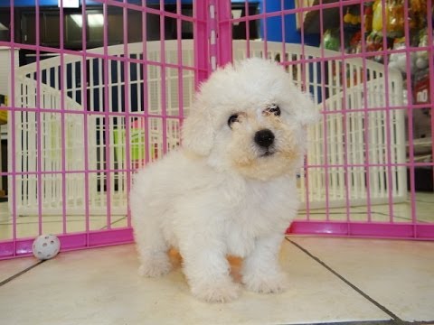 Pedigree Bichon Frise Pups Ready Now For Sale SMS (408) 800-1959 Image eClassifieds4u