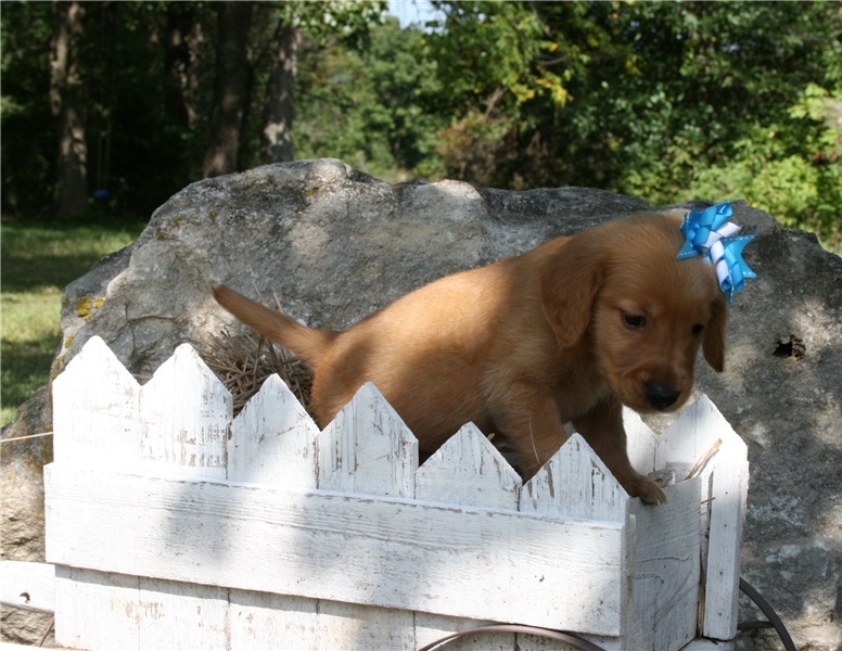 Pedigree Golden Retriever Puppies ready for pets loving home Image eClassifieds4u