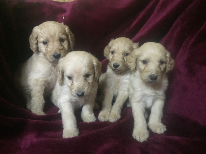 Ready Now- Gorgeous Goldendoodle For Sale, SMS (408) 800-1959 Image eClassifieds4u