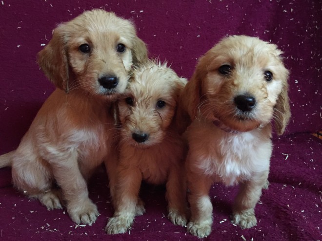 Ready Now- Gorgeous Goldendoodle Pups Ready Now For Sale SMS (408) 800-1959 Image eClassifieds4u