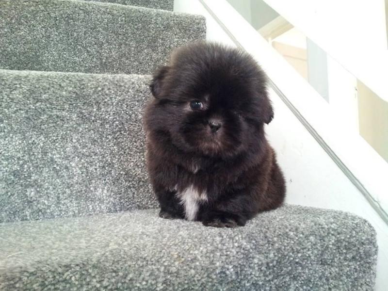 SHIH TZU puppiers ready to GO Image eClassifieds4u