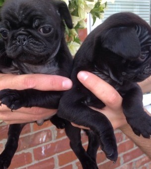 Two Pug puppies remaining from a litter of ten (218) 303-5958 Image eClassifieds4u