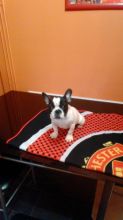 French Bulldogs So Adorable