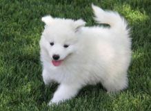Cute and Home Raised Samoyed Puppies Ready For Sale, Text (442) 444-6617