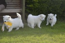 Cute and Home Raised Samoyed Puppies Ready For Sale, Text (442) 444-6617