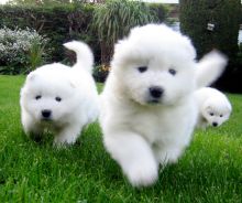 Cute and Home Raised Samoyed Puppies Ready For Sale, Text (442) 444-6617