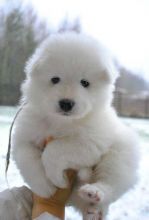Cutest Samoyed Puppies Available For Sale, Text (442) 444-6617