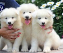 Cutest Samoyed Puppies Available For Sale, Text (442) 444-6617