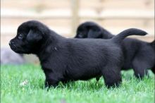 Labrador puppies text us your email at (402) 277-8914