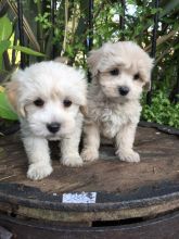 Maltipoo Puppy