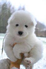 Potty Trained Samoyed Puppies For Sale, Text (442) 444-6617