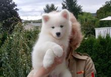 Potty Trained Samoyed Puppies For Sale, Text (442) 444-6617