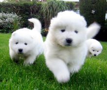 Potty Trained Samoyed Puppies For Sale, Text (442) 444-6617