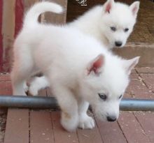 Pure White Raised Siberian Husky Puppies Ready For Sale Text (442) 444-6617