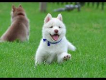 Pure White Raised Siberian Husky Puppies Ready For Sale Text (442) 444-6617