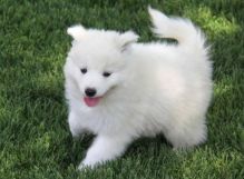 Pure White Raised Siberian Husky Puppies Ready For Sale Text (442) 444-6617