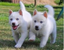 Pure White Raised Siberian Husky Puppies Ready For Sale Text (442) 444-6617