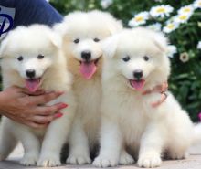 Cutest Samoyed Puppies Available For Sale, Text (442) 444-6617 Image eClassifieds4U