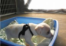 Accurate Chihuahua Pups for Sale Ready Image eClassifieds4U