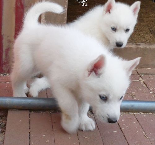 Pure White Raised Siberian Husky Puppies Ready For Sale Text (442) 444-6617 Image eClassifieds4u