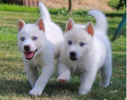Pure White Raised Siberian Husky Puppies Ready For Sale Text (442) 444-6617 Image eClassifieds4u