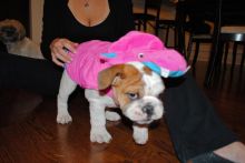 Male English Bulldog Needs A New Home FREE