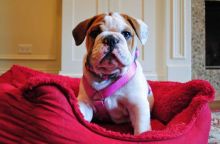 English Bulldog Puppy Free 12 WKS Old