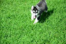 Hsxh gorgeous siberian husky pippies ready for new family