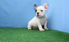 Little pretty frenchies ready for their new homes for christmas (913)730 5583