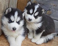 Playful Siberian husky available for you(218) 303-5958