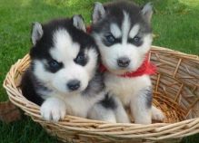 Siberian husky puppies for re-homing(218) 303-5958