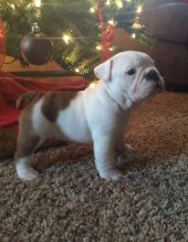 Special Purebred English bulldogs for christmas (913)730 5583