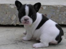 Awww precious french bulldogs m/f (913)730 5583 Image eClassifieds4u
