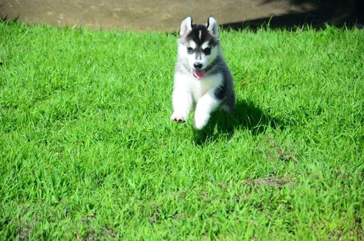 Hsxh gorgeous siberian husky pippies ready for new family Image eClassifieds4u