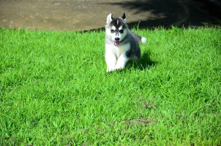 Hsxh gorgeous siberian husky pippies ready for new family Image eClassifieds4u