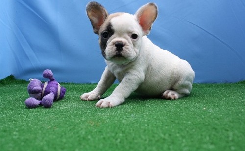 Little pretty frenchies ready for their new homes for christmas (913)730 5583 Image eClassifieds4u