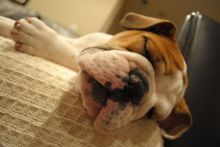 12 WKS Old Male English BULLDOG Puppy Image eClassifieds4U