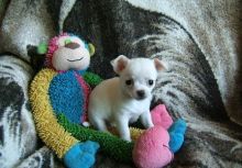 affz Good looking Chihuahuas (913)730 5583 Image eClassifieds4u 1