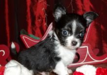 affz Good looking Chihuahuas (913)730 5583 Image eClassifieds4u 2