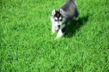 Hsxh gorgeous siberian husky pippies ready for new family Image eClassifieds4u 1